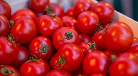 В Турции выращивают кольраби вместо томатов из-за российского эмбарго