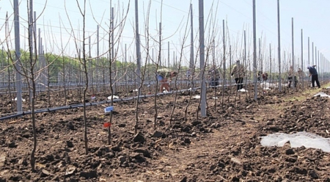 Новый яблоневый сад заложен на Ставрополье