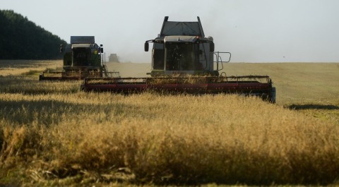 Медведев заявил, что урожай зерна в России достиг 117 миллионов тонн