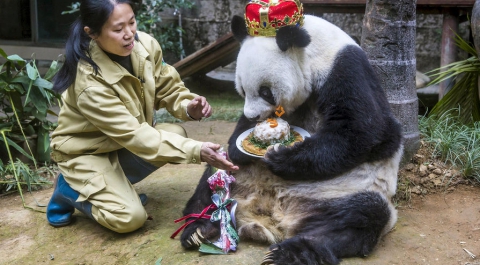 Умерла старейшая в мире панда