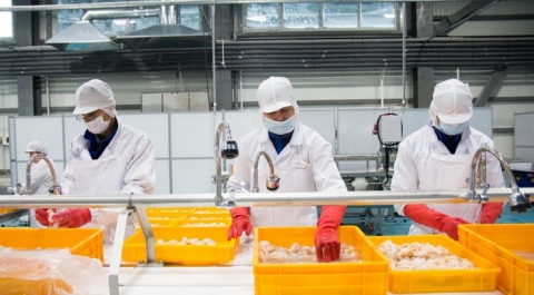 На Сахалине открылся первый завод по глубокой переработке краба
