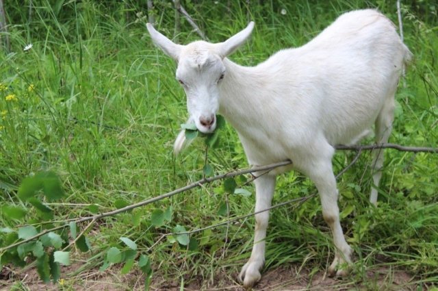Спасатели в Дагестане достали домашних коз из обрыва 60-метровой скалы