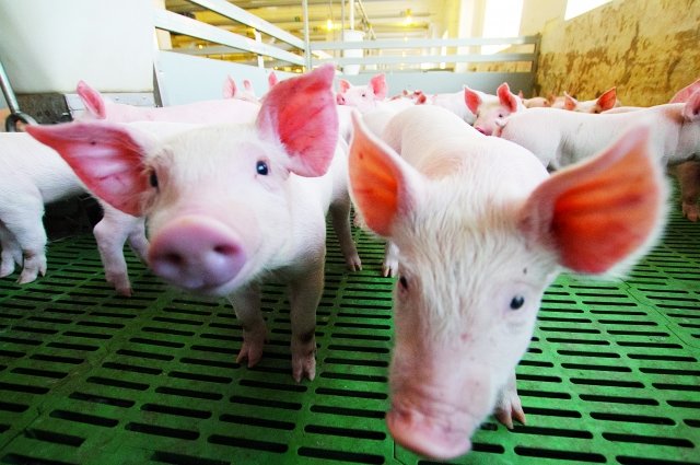 В Брянске из-за вспышки чумы свиней ввели карантин в двух магазинах