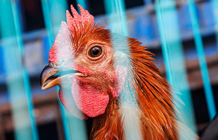 ФАС направила запросы трем производителям курятины по поводу обоснованности цен