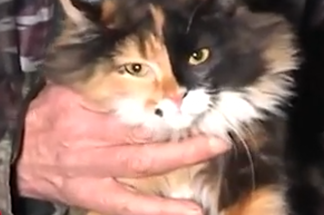 В Нижнем Новгороде кошка Страшила спасла жителей дома во время пожара